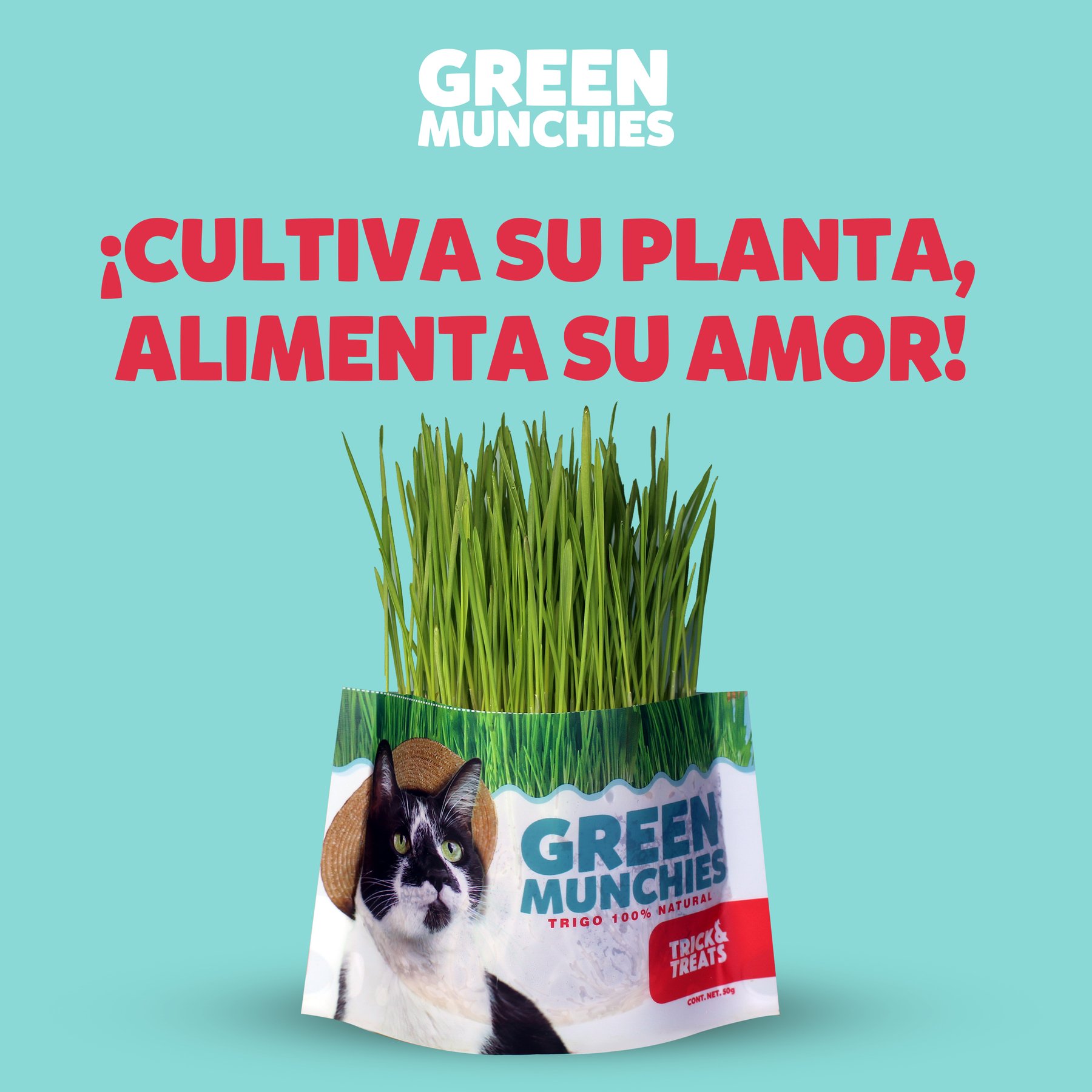 Pasto de trigo green munchies para gatos