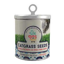 Cat grass - semillas de pasto de trigo para gatos