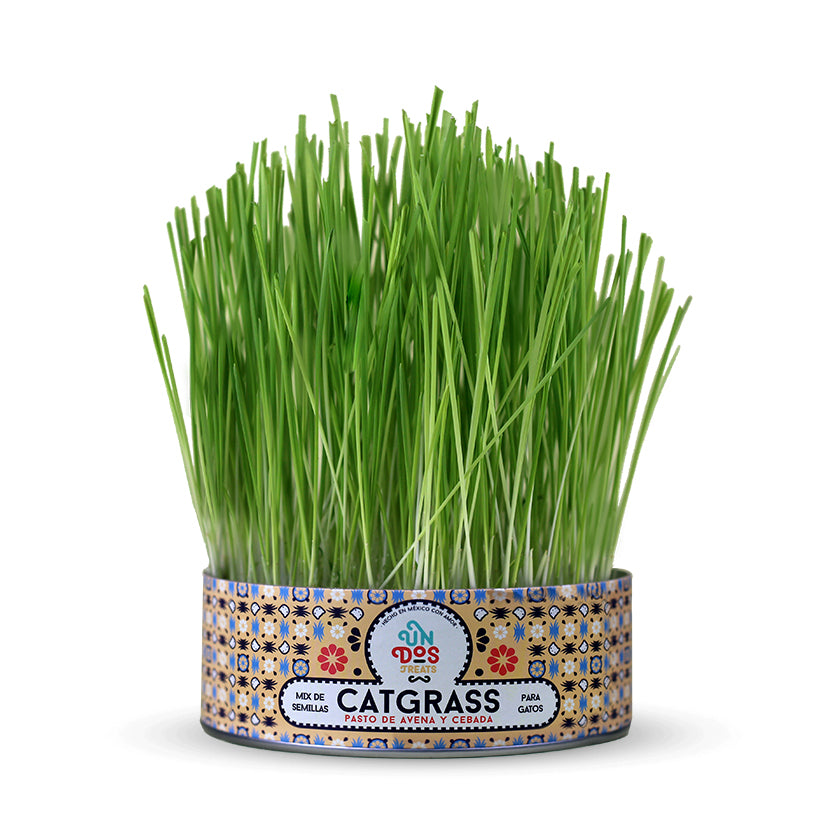 Cat grass pasto de avena y cebada para gato