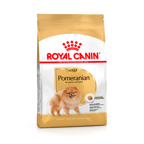 Bhn pomeranian adulto