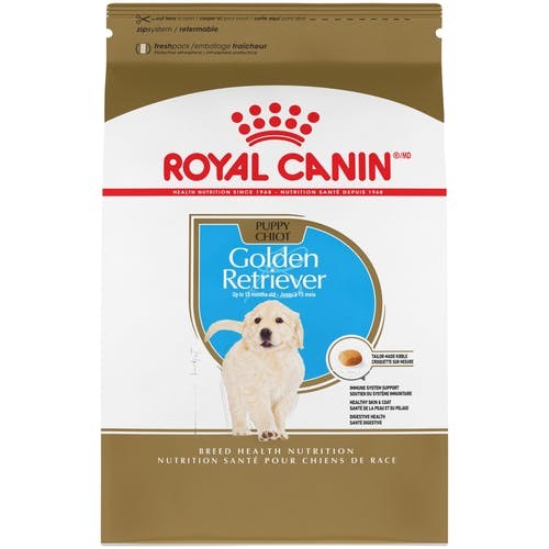 BHN golden retriever puppy
