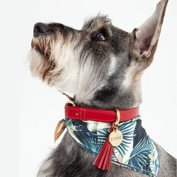 Collar cuero feroz