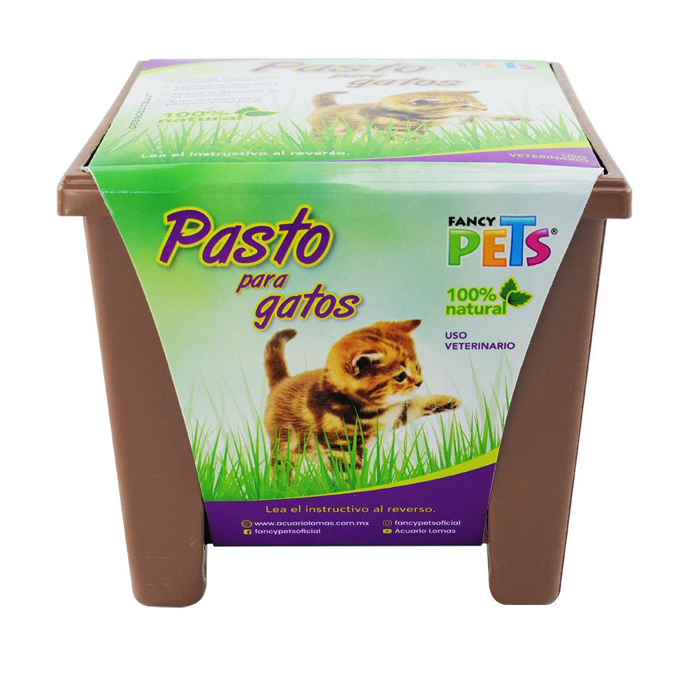 Pasto para gato