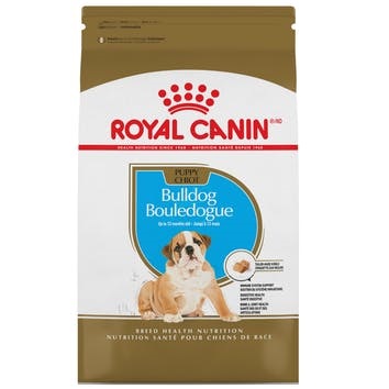 BHN bulldog puppy 13.6 kg 