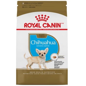 RCBHN chihuahua puppy 1.1 kg 