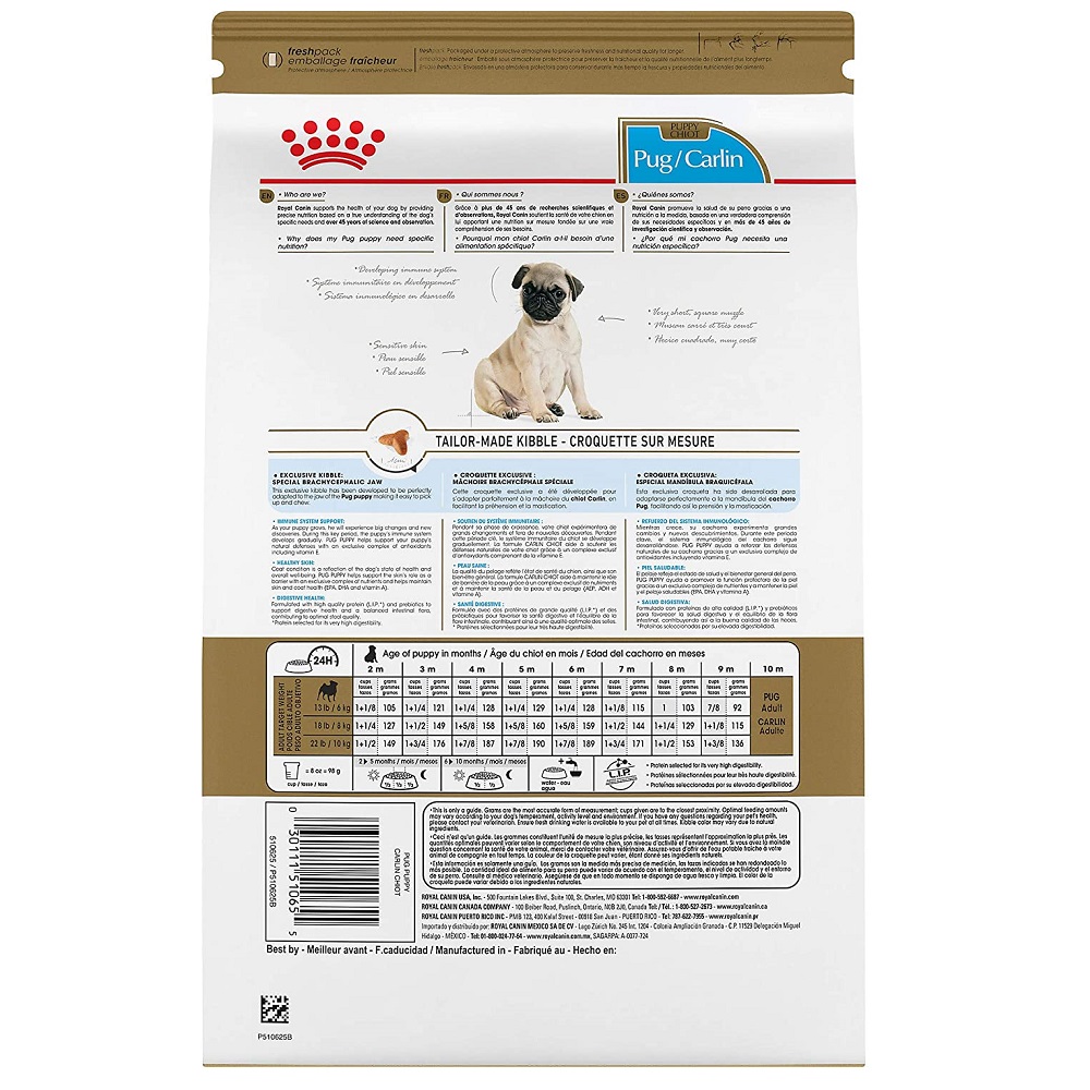 RCBHN pug puppy