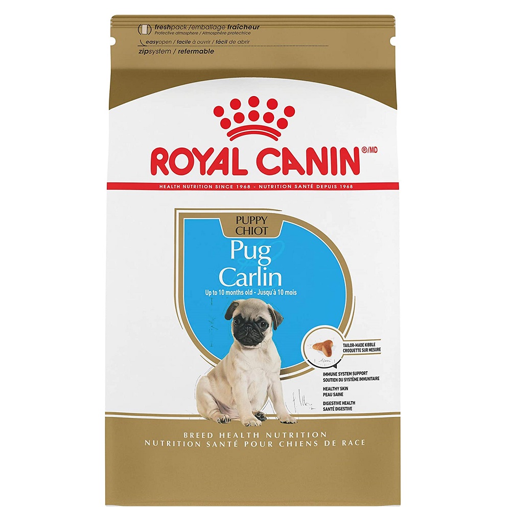 RCBHN pug puppy 1.1 kg 