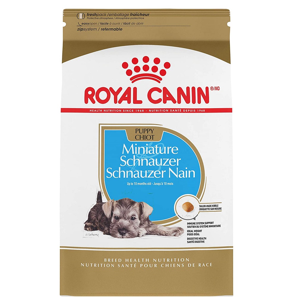 BHN miniature schnauzer puppy 1.13 kg 