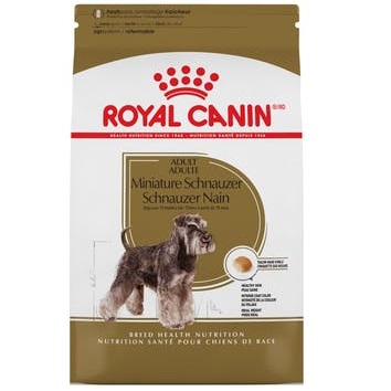 BHN miniature schnauzer 4.55 kg 