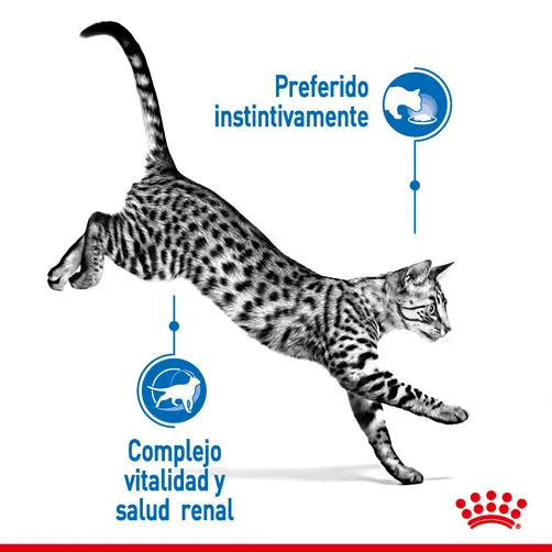 Royal Canin Indoor 7+ Alimento Húmedo para Gatos